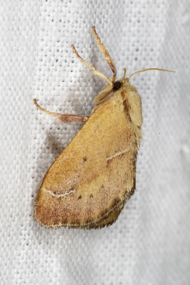 Adoneta bicaudata