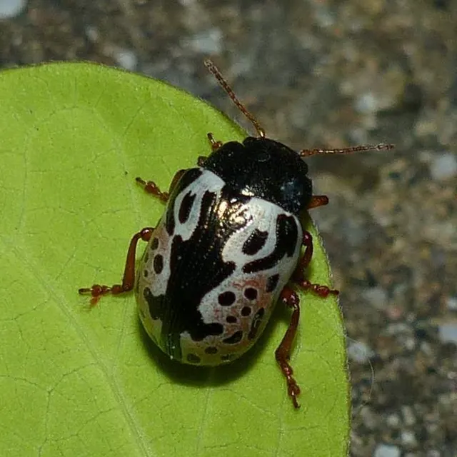 Calligrapha knabi