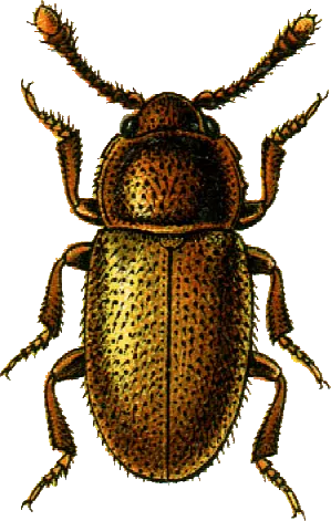 Cryptophagus saginatus