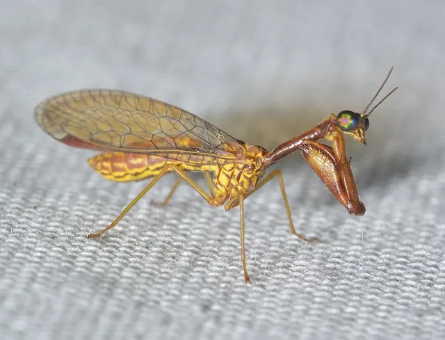Leptomantispa pulchella