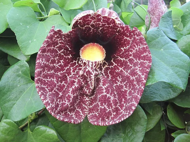Aristolochia littoralis