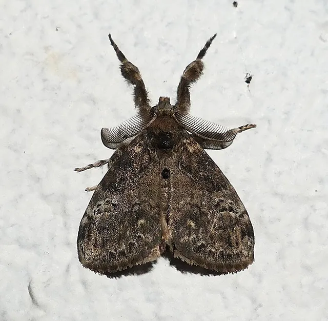 Orgyia detrita