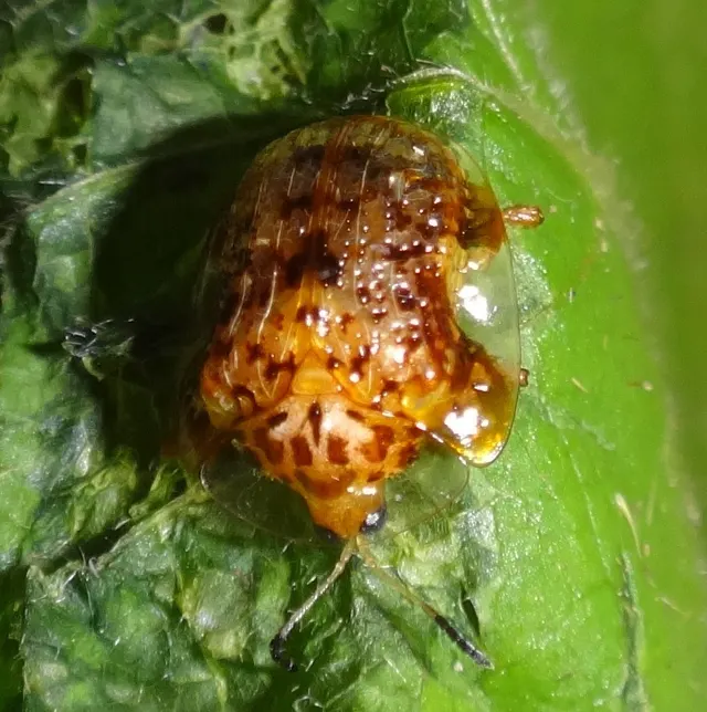 Microctenochira