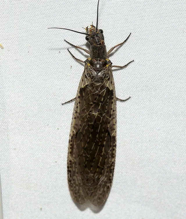 Chauliodes rastricornis