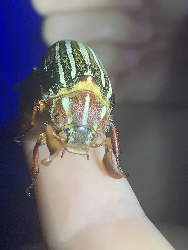Polyphylla crinita