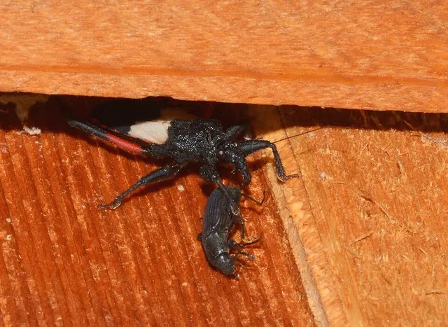 Microtomus