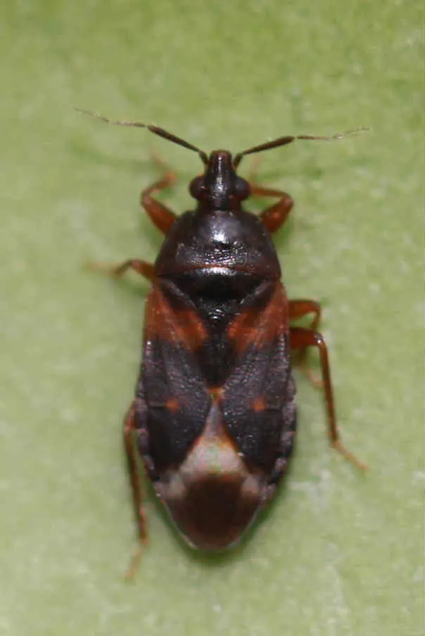 Lyctocoris