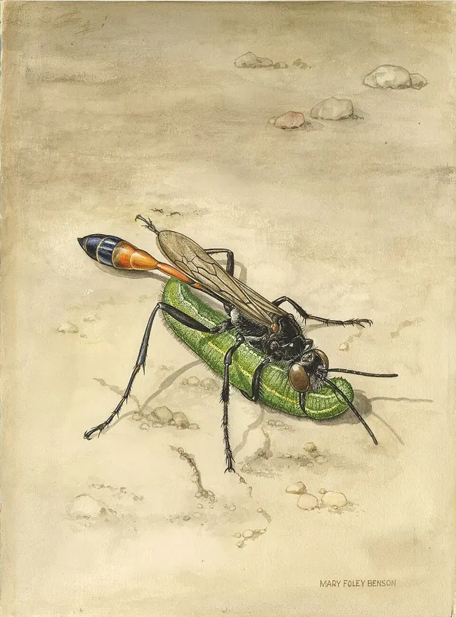Ammophila azteca