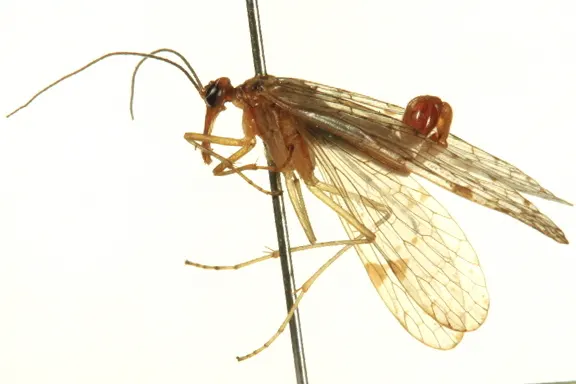 Panorpa acuta