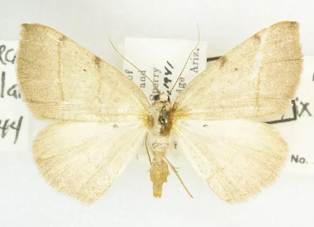 Drepanulatrix bifilata