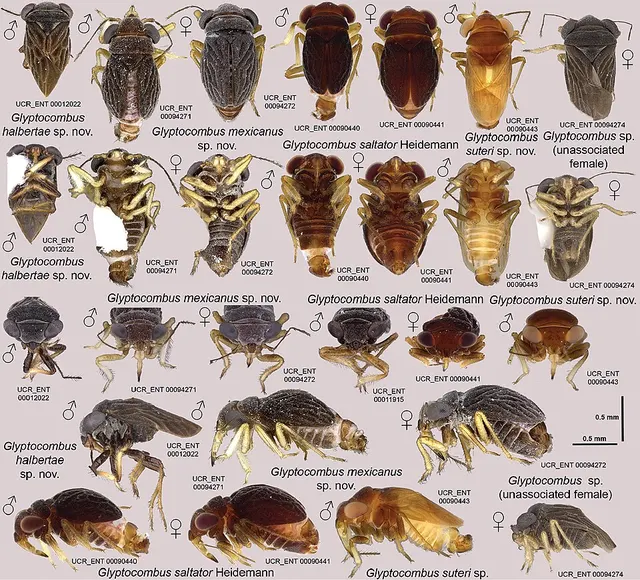 Glyptocombus