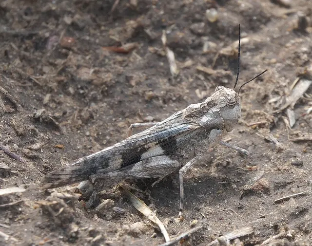 Mestobregma plattei