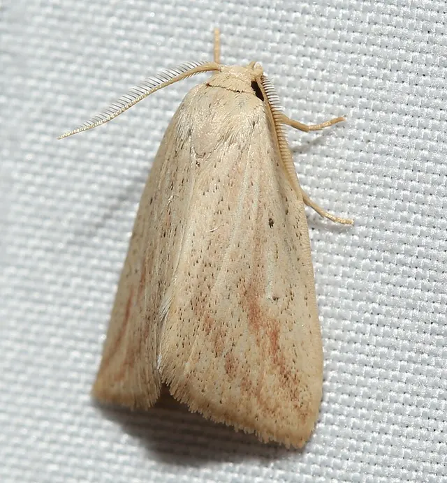 Amolita obliqua