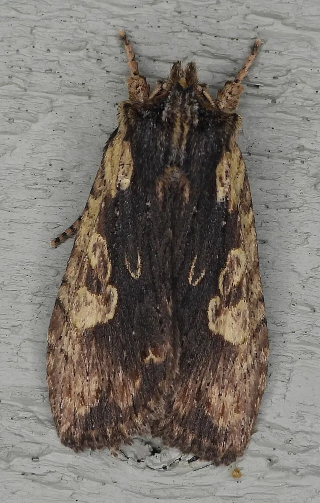 Lithophane hemina