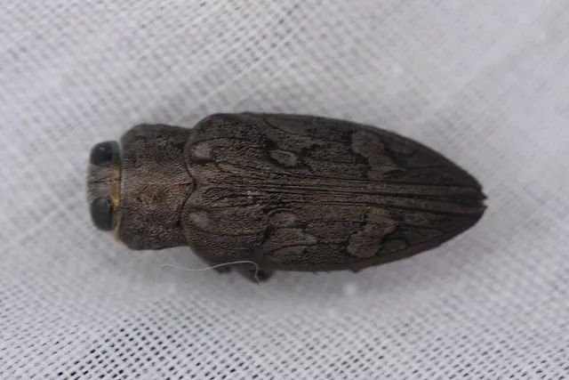 Chrysobothris bispinosa