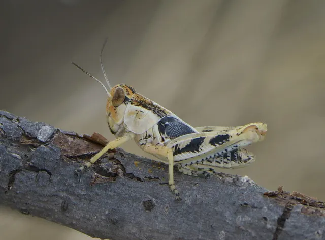Melanoplus ponderosus