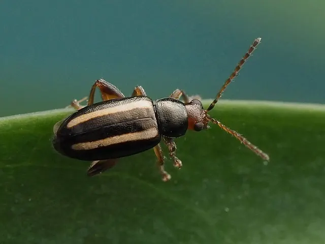 Systena elongata