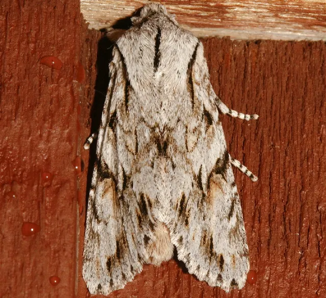 Egira crucialis