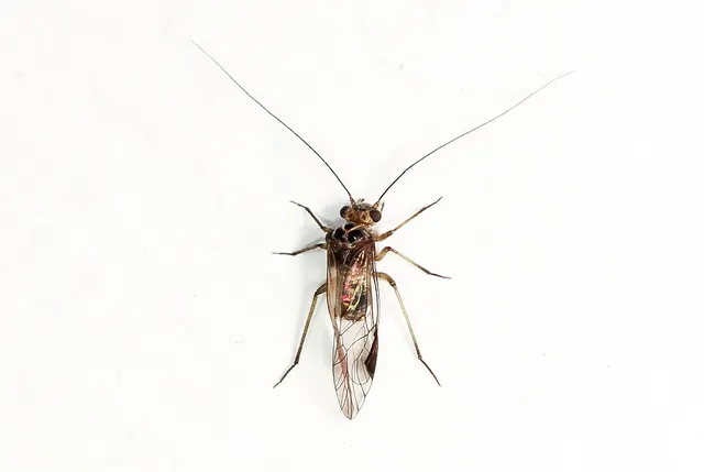 Metylophorus