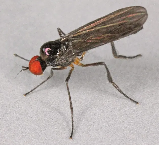 Ocydromia glabricula