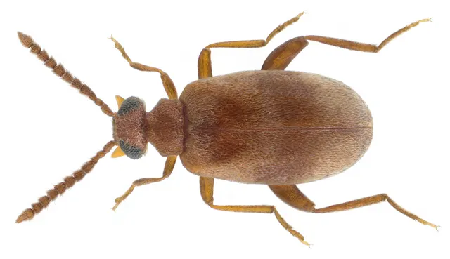 Aderus populneus