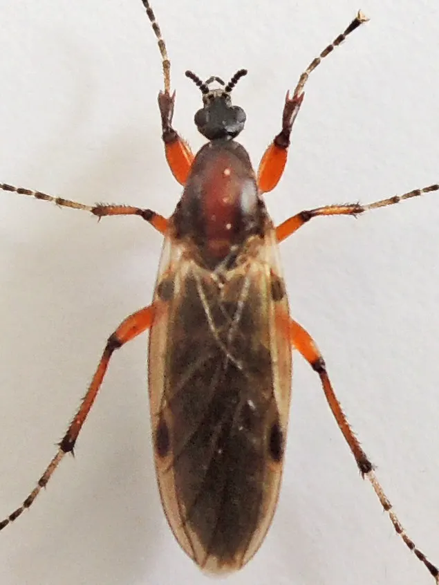 Bibio articulatus