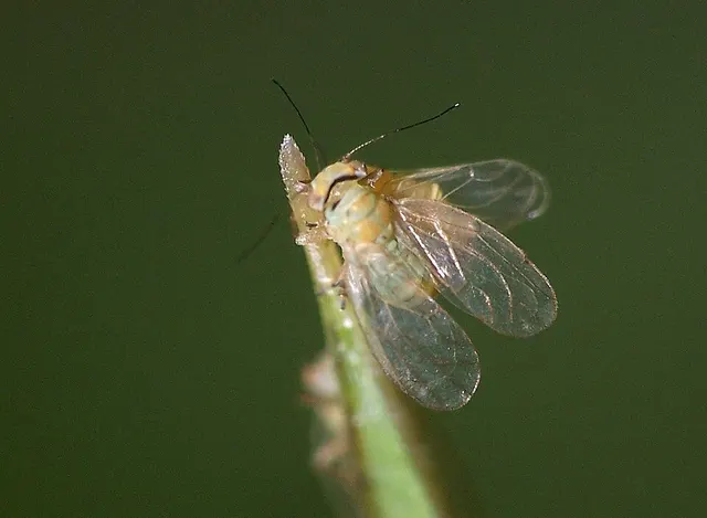 Heteropsylla