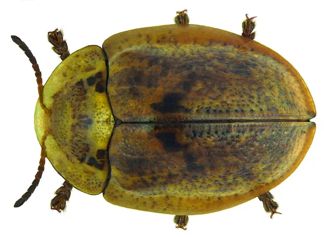 Physonota