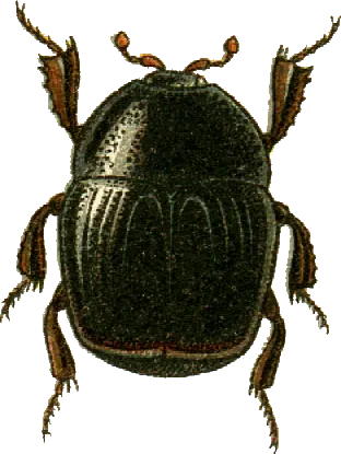 Gnathoncus rotundatus