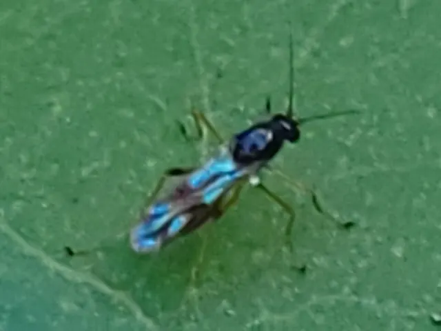 Clinohelea bimaculata