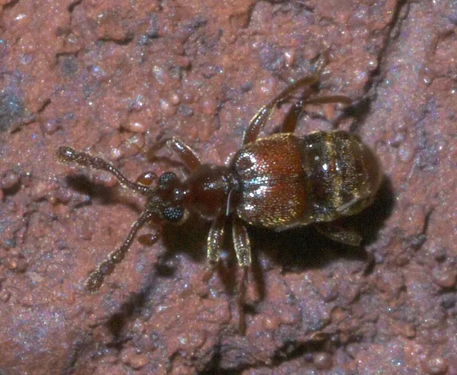 Hamotus