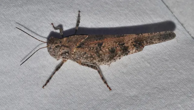 Spharagemon cristatum