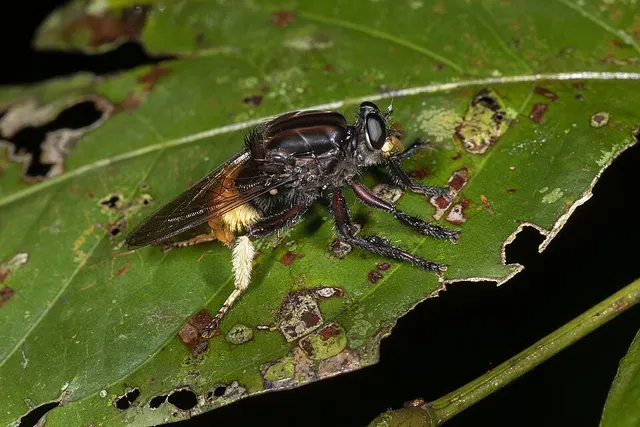 Eccritosia
