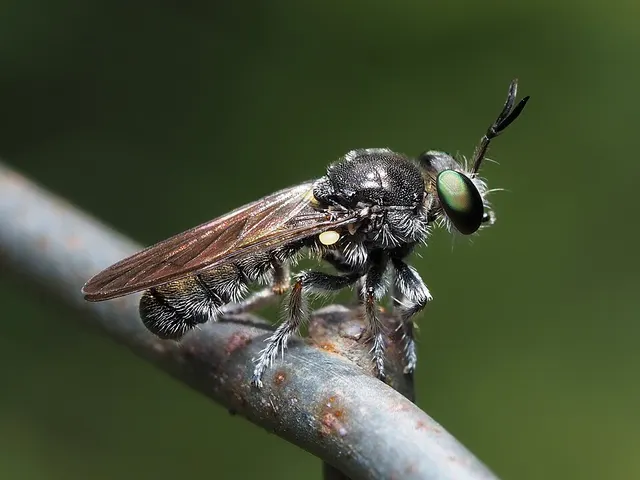 Cerotainia