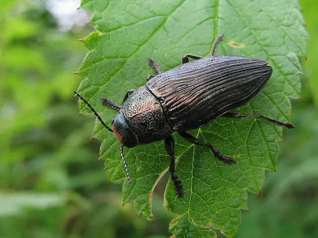 Buprestis lyrata