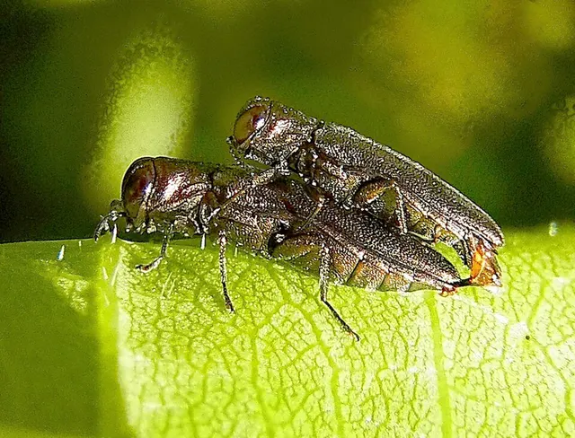 Agrilus derasofasciatus