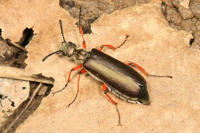 Lytta aenea