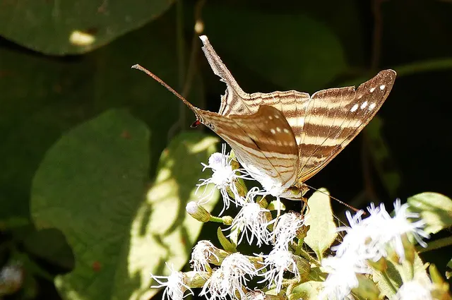 Marpesia chiron