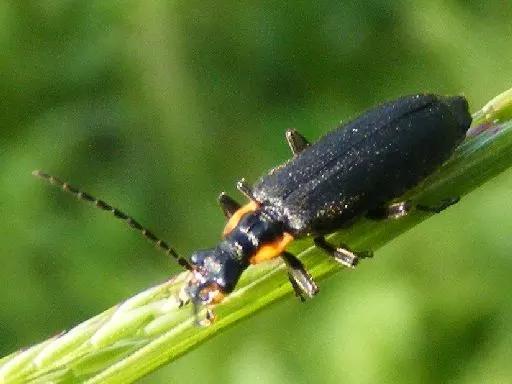 Podabrus diadema
