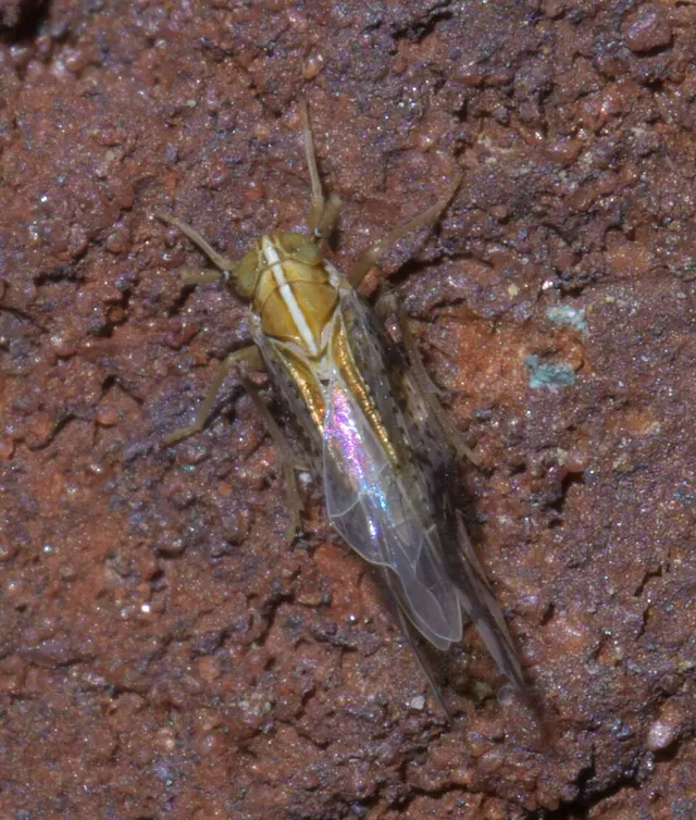 Liburniella