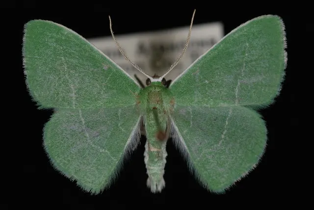Nemoria zygotaria