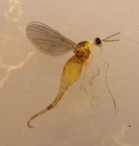 Winnertziinae