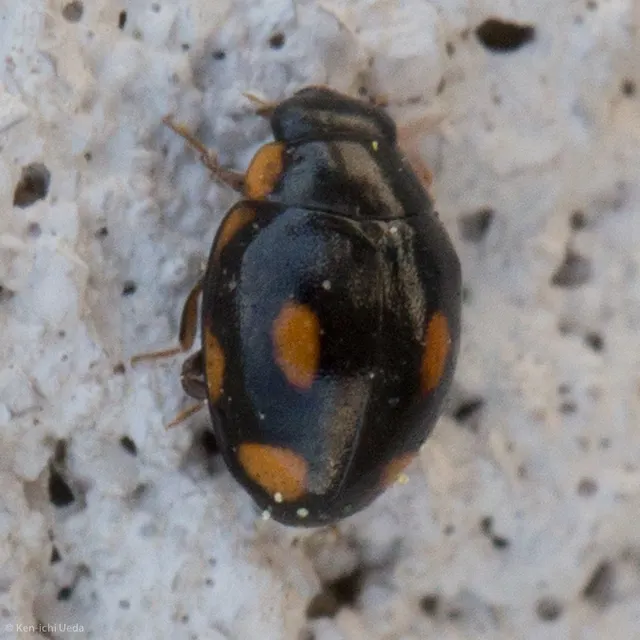 Hyperaspis quadrioculata