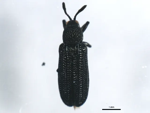Anisostena nigrita