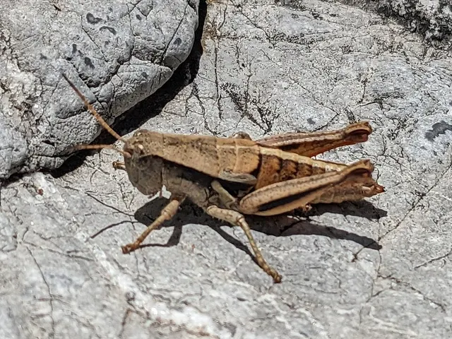 Conalcaea