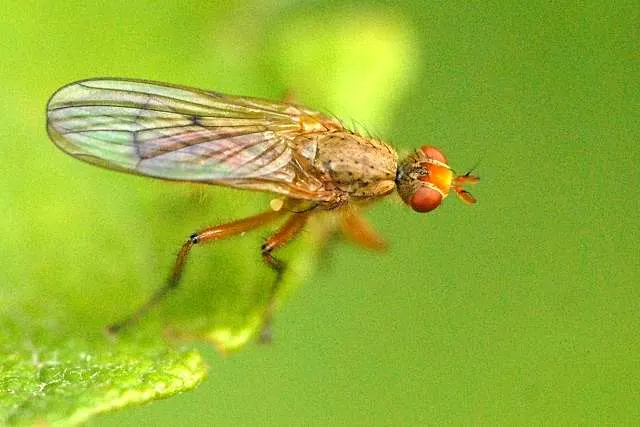 Schroederella iners