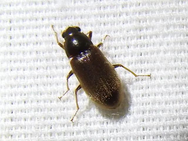 Pelonomus obscurus