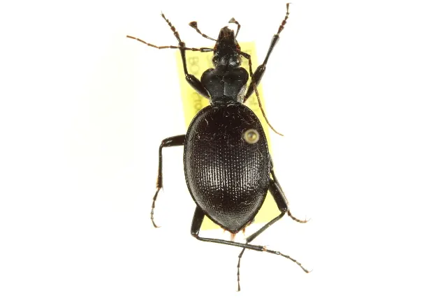 Scaphinotus striatopunctatus