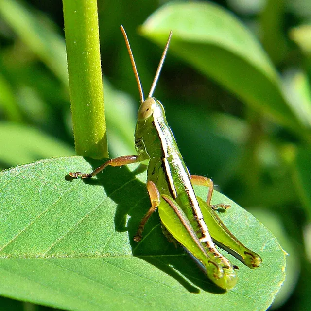 Aptenopedes sphenarioides