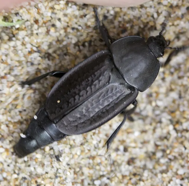 Heterosilpha aenescens